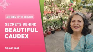 Adenium Myth Buster  Secrets Behind Beautiful Caudex  अडेनियम की फ्री कटिंग से बनाए सुंदर कोडेक्स [upl. by Zaria169]