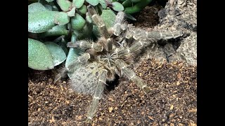 Pterinochilus murinus OBT Kenya rehouse and care [upl. by Notsirt540]