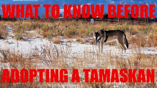 What to Know Before Adopting a Tamaskan [upl. by Perri319]