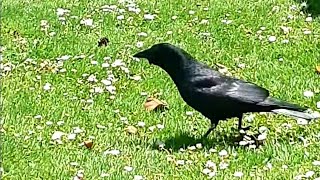 Crow in a Park 🐦‍⬛ [upl. by Nayk]