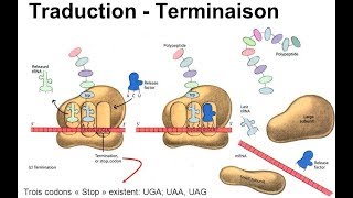 هآآم جدا Traduction terminaison [upl. by Bordiuk]