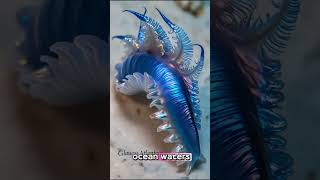 Glaucus AtlanticusDeadly Blue Dragon 🐉🌊BlueDragon OceanFacts SeaCreatures didyouknow funfacts [upl. by Aglo]