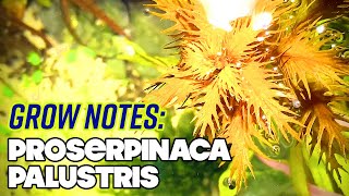 Proserpinaca Palustris  Grow Notes  Mermaids Weed  High Tech Planted Tank [upl. by Aysab676]