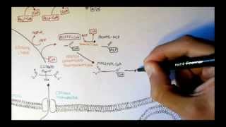 Human Metabolism Map V  Fatty Acid Synthesis [upl. by Jobey]