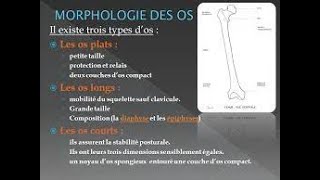 L’os  morphologie structure et composition chimique [upl. by Dede]