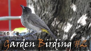 Common Garden Birds Of South Africa  Garden Birding  Stories Of The Kruger [upl. by Kcire]