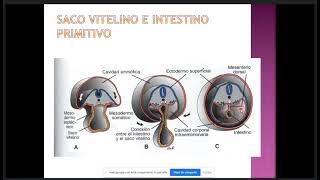 Embriología II C8 Cavidades Corporales Membranas serosas del Organismo Mesenterio y Diafragma [upl. by Gwenni]