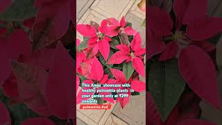 Poinsettia Red Plant Xmas plant for sale [upl. by Yruy]