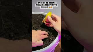 EVO KAKO DA OD OBIČNE BANANE DOBIJETE DRVO BANANE PREJEDNOSTAVNO 🌱🌱🌱 [upl. by Blair]