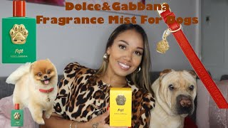 FragranceReview DolceampGabbana Fefe’ Fragrance Mist For Dogs ❤️🐶 [upl. by Iblehs]