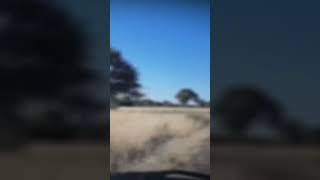 Ostriches running across the road botswana ostrich wildlife beauty [upl. by Edijabab]