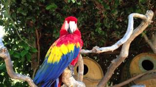 A Scarlet Macaw parrot screams 1080p HD [upl. by Knight]