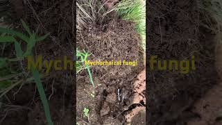 Mycorrhizal fungi  soil health indicator [upl. by Hummel]