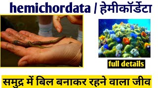 Phylum hemichordata in hindi फाइलम हेमिकॉर्डेटा phylum hemichordata class 11 biology [upl. by Aeikan882]