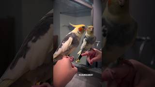 Cute Cockatiel Loves to Serenade His Reflection amp Flock  Tiel Named Loubert [upl. by Lrae]