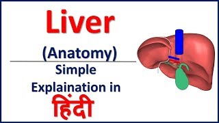 Anatomy of Liver simple explaination in Hindi  Bhushan Science [upl. by Barbaraanne989]