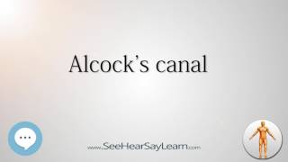 Alcocks canal Anatomy Named After People 🔊 [upl. by Tecil]