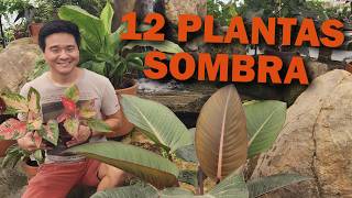 12 PLANTAS para ambientes SOMBREADOS ou internos [upl. by Nahgeem262]