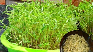 ഇനി വീട്ടിൽ എന്നും ഇലക്കറികൾ  Microgreens thoran in malayalam recipe 13 [upl. by Stanwinn]