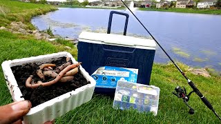 URBAN Pond Micro Fishing Catching 10 NEW PETS [upl. by Ellivro]