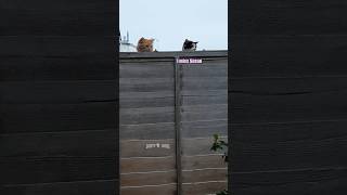 Judgmental Fence Cats 🎥 Jackie E website submission shorts [upl. by Dun]