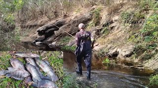 chega ser assustador a água do córrego tava estremecendo de peixe [upl. by Garin]