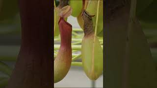 How to Prune a Pitcher Plant [upl. by Harmonia]