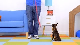 Leash Training How to Leash Train a Dog  Chewy [upl. by Abey]