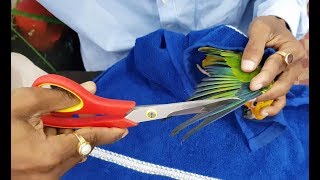 Birds Parrots Feather Trimming Tips Right Way of Feather Trim of Birds Parrots [upl. by Ipoillak121]