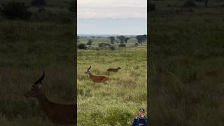 Impala ignores threat from tiger animals wildlife satwaliar satwapedia safari short [upl. by Scrogan641]