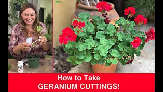 How to PROPAGATE GERANIUMS Stem Cuttings Ivy Geranium Pelargonium🌿Shirley Bovshow [upl. by Editha106]