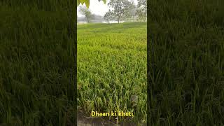 Dhaan ki kheti gaon ka Drishya trendingshorts viralvideo vlog cg kheti [upl. by Eronel]