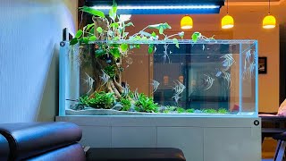 Amazing Planted Tank With Angelfish  Most Beautiful Angelfish Aquarium [upl. by Obadias767]