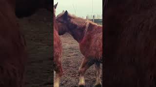 Released young stallions । Horses Meeting [upl. by Vanderhoek55]