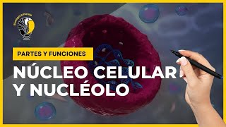 NÚCLEO CELULAR y el NUCLÉOLO 😊 Partes y funciones 👍 [upl. by Trisha]