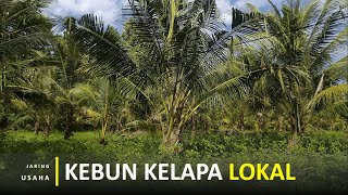 Investasi Kebun Kelapa Lokal Usia 7 Tahun Beserta Rencana Kedepannya Dijadikan Gula Merah [upl. by Aneerol278]