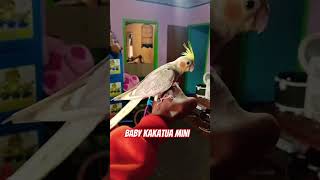 Baby parrot cockatielparrotsanimalscuteanimalsshortsbirds [upl. by Alaet461]