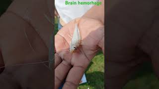 fish fishing  Brain hemorhage of gulsha tengra [upl. by Cianca]