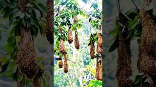 Montezuma oropendola sarangnya seperti buah yang bergelantungan dipohon  shorts [upl. by Haym]