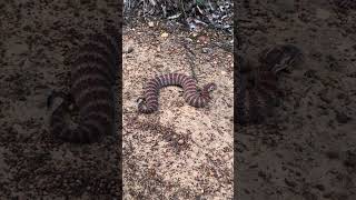 Releasing an Australian Death Adder Acanthophis antarcticus ⚠️☠️⚠️ [upl. by Leynad702]