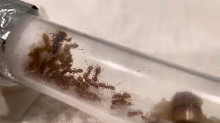 Lasius Claviger Queen and 35 host workers 4524 [upl. by Oiramej]