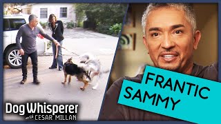 Cesar Millan How To Train Barking Dog On Walks  Dog Whisperer [upl. by Fulbert]