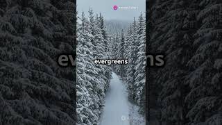 Why Do Some Evergreens Stay Green All Year  science facts [upl. by Ariec]