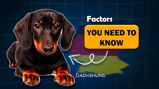 briefly explaining about Dachshund sausage dog [upl. by Ardnaid]