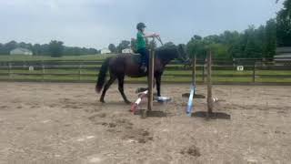 WHYBABYWHY  Adoptable Standardbred Mare  New Vocations [upl. by Erda19]