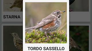 Tordo Sassello RICHIAMO [upl. by Okubo]