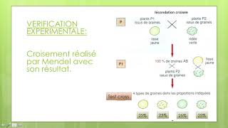 brassage interchromosomique pour vérifier sur droso [upl. by Piwowar]