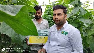 Success story of mrprabhulal ji Neemuch MP Variety yuksel seeds 5232 f1 [upl. by Stroud]