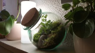 On ma commandé 2 Terrariums  Partie 12 DIY DTerrariums 🌿 [upl. by Leona]