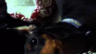 Manchester Terrier Howling amp barking [upl. by Drofnil]